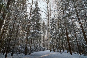 Forest covered with white snow on a cold winter day