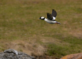Male Bufflehead in Flight in Spring