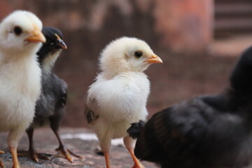 Photo of small cute chickens