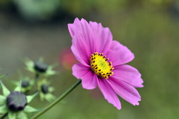 Obraz premium Rosa Blüte einer Kosmee