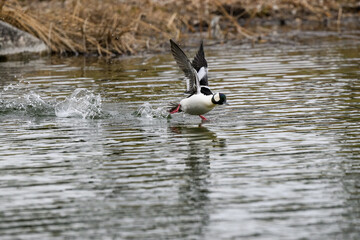 Male Bufflehead Taking Off from Pond in Spring