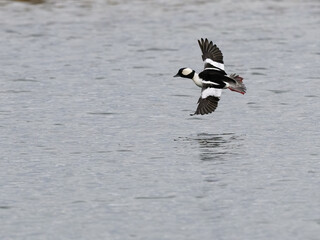 Male Bufflehead in Flight  Over Lake in Spring