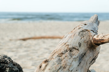 old tree trunk by the sea