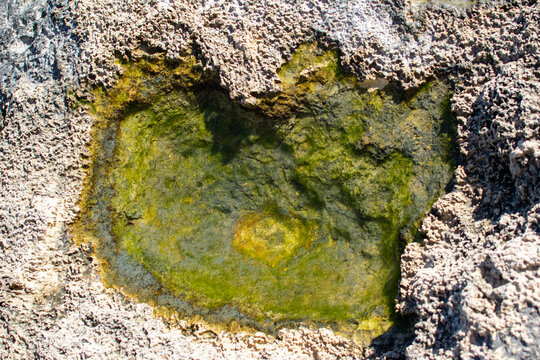 lichen on stone