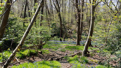 Bluebells in the woods