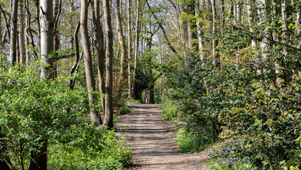 Obraz premium Spring in the woods