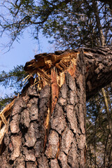 A pine trunk broken by a storm