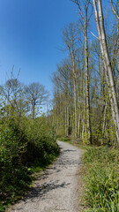 Obraz premium Spring in the woods