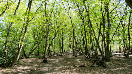Fototapeta premium Trees in the woods
