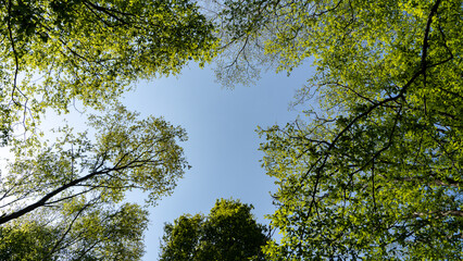 Tree opening