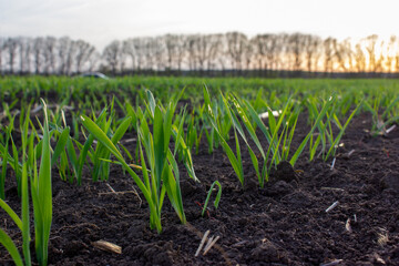 Young sprouts of germinating grain of wheat or barley. Rows of sprouted grain in the field.