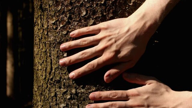Young male hands touching spruce tree trunk. Pavel, my hands. Date of shooting day 23 April 2022 year, MSK time. This video was filmed in Russia.