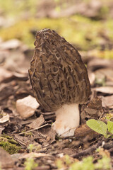 Morchella sp spring mushrooms with the appearance of honeycomb, dark brown or light brown, sheets forming cells and trabeculae
