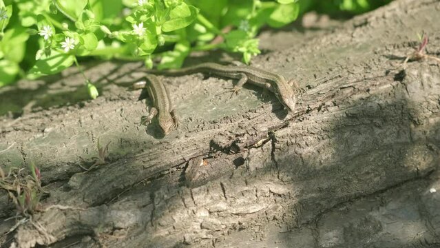 Two Meadow lizards sitting on the tree. Brown beautiful Darevskia praticola lizards on a wooden background surrounded by spring leaves