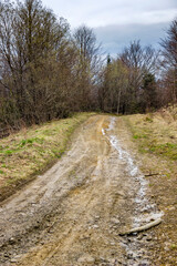 road in forest, Skole Beskids National Nature Park, Ukraine