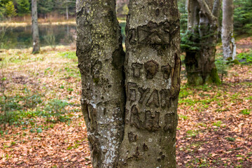 a names carved into a tree trunk as an example of vandalism