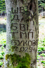 a names and date carved into a tree trunk as an example of vandalism