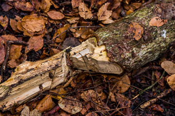 piece of wood after chopping with an ax