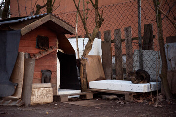 Buda dla bezpańskich kotów zbudowana przez ludzi z sąsiedztwa - obrazy, fototapety, plakaty