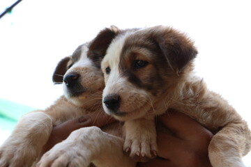 puppys