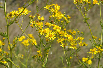 Obraz premium The plant Jacobaea vulgaris grows in the wild