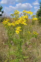The plant Jacobaea vulgaris grows in the wild