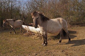 Konik wild horses in March in Saxony Anhalt