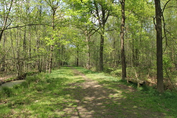 Obraz premium a fresh green forest with an unpaved path in springtime