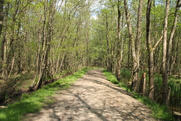 a beautiful marsh forest with a path between the trees and water ditches in springtime