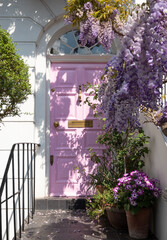 Wisteria in full bloom growing outside a house with pink door in Kensington, London. Photographed...