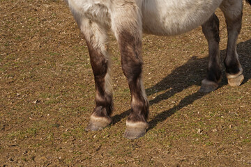 Konik wild horses in March in Saxony Anhalt