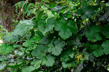 green leaves background