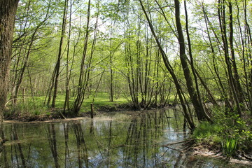 trees with fresh green leaves and beautiful reflection in the water in a swamp forest in springtime
