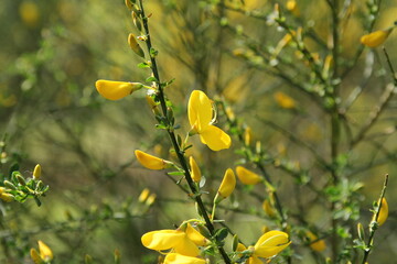 a branch of yellow broom with beautiful flowers in a forest in spring closeup