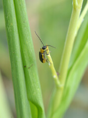 On the plant Western corn beetle