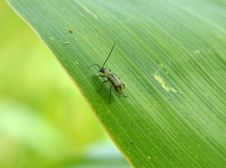 On the plant Western corn beetle