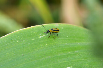 On the plant Western corn beetle