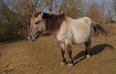 Konik wild horses in March in Saxony Anhalt