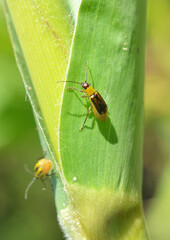 On the plant Western corn beetle