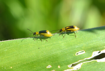 On the plant Western corn beetle