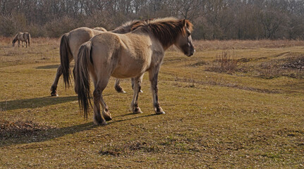 Konik wild horses in March in Saxony Anhalt