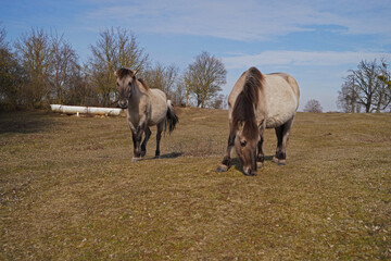 Konik wild horses in March in Saxony Anhalt