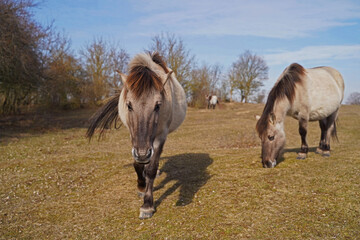 Konik wild horses in March in Saxony Anhalt © BabettsBildergalerie