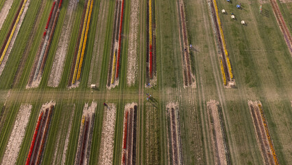 Aerial shot of planting tulips of various colors in a field on a sunny day