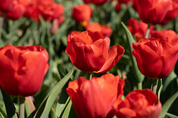 Planting red tulips in a field on a sunny day