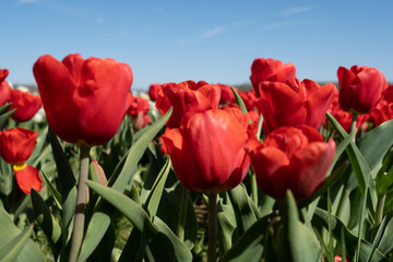 Flowers in a field of green grass and planting of tulips