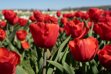 Planting red tulips in a field on a sunny day