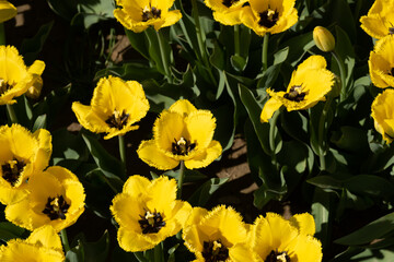 Flowers in a field of green grass and planting of tulips