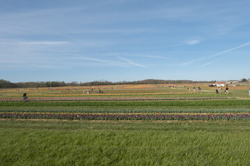 Obraz premium Planting tulips of various colors in a field on a sunny day