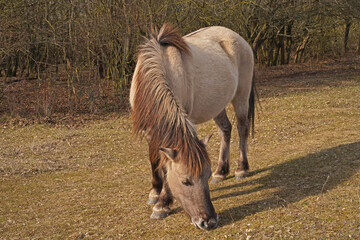 Konik wild horses in March in Saxony Anhalt